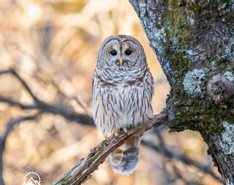Barred Owl Photograph, Rustic Wildlife Art Print (Digital Wallpaper)