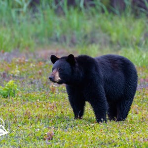Bear Photograph Black Bear Artwork Wildlife Classroom Wall Hanging Bear Lover Gift Wildlife Dorm Decor Black Bear Digital Wall Paper