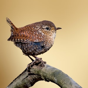 Bird Photograph Winter Wren Photograph Bird Nerd Wall Decor Wildlife Dorm Decor Classroom Wildlife Wall Hanging Digital Wall Paper