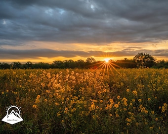 Sunrise Photograph Golden Hour Print Field of Flowers Artwork Nature Inspired Living Room Decor Sunrise Landscape Dorm Decor