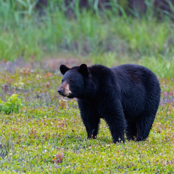 Black Bear Photograph, Black Bear Art, Bear Photograph, Fine Art Wildlife Photography