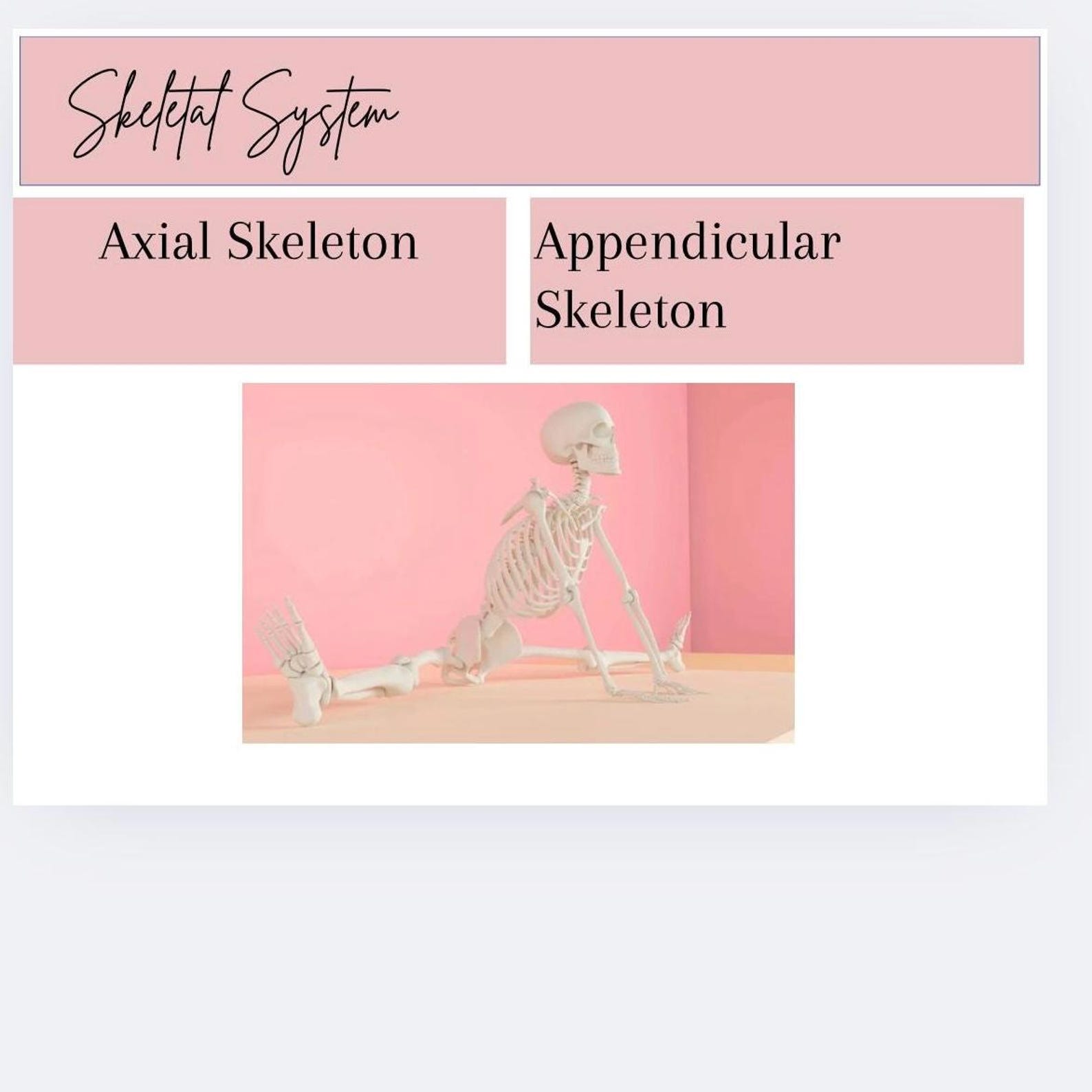 Skeletal System Slide Show - Etsy