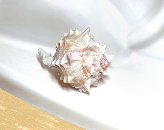 Seashell Toilet Bolt Caps Pink Murex Set of 2 Etsy
