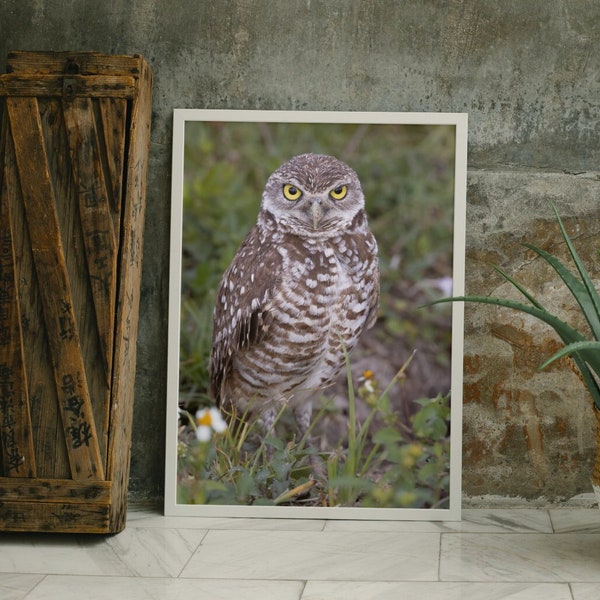 Owl beside flower, nature art print, large wall art, wall decor, wildlife print, wildlife, wall art, Florida, burrowing owl, man cave, wise