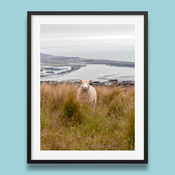 Cute Sheep New Zealand Cass Bay ontop of mountain Photo Wall Art Office home deco
