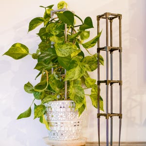 以下が含まれることがあります： 緑と黄色の斑入りの葉を持つ鉢植えのポトス。金属製のトレリスで支えられています。植物はモザイクタイルの白い鉢に入っており、木製の受け皿の上に置かれています。別の、お揃いの金属製の植物サポートが近くに立っています。