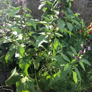 May include: A close-up of a potted plant with green leaves and purple flowers. The plant is growing in a large pot and is surrounded by other plants.