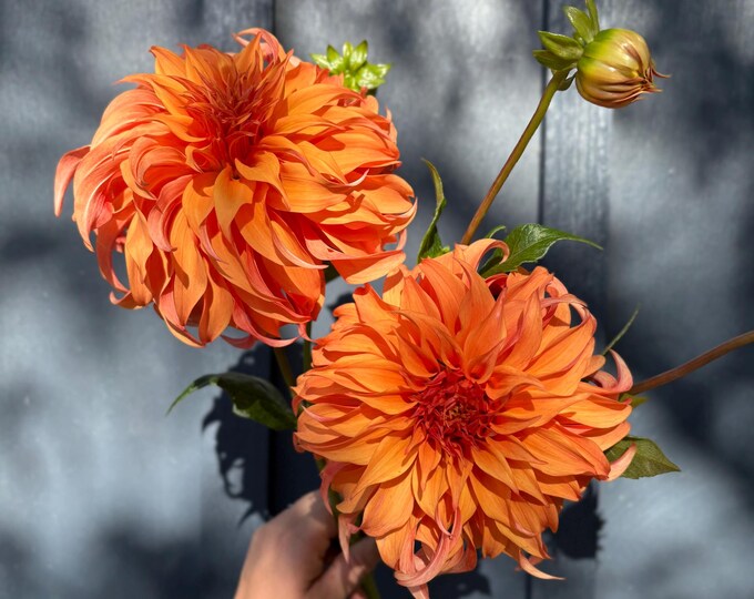 Bloomquist Jean - Dahlia Tuber - Etsy