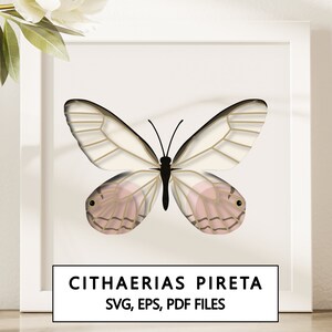 Cithaerias Pireta Butterfly Shadowbox SVG Cricut Project - téléchargement numérique instantané