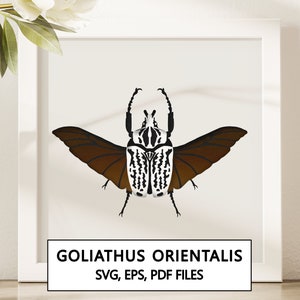 Goliathus Orientalis Käfer Shadowbox SVG Cricut Projekt - Sofortiger digitaler Download