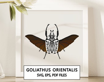 Goliathus orientalis Beetle Shadowbox SVG Cricut Project - téléchargement numérique instantané