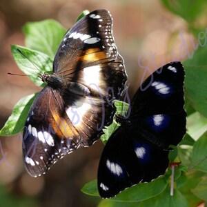 A Butterfly&#39;s Day (Photograph Digital Download, Printable Art)