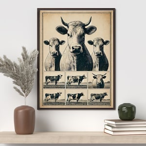 Vintage Cow Breeds Poster: Rustic Farmhouse Kitchen Art, Antique-Style Cattle Illustration & Butchery Chart
