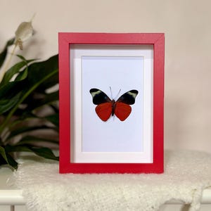 May include: A red framed print featuring a butterfly with black and red wings. The artwork is set against a white background. The frame sits on a white table, covered with a textured, off-white throw.