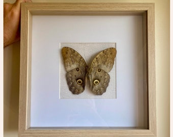 珍しいフクロウ蝶の額入り剥製 - Caligo martia - Etsy 日本
