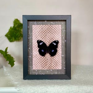 May include: A black framed display featuring a dark butterfly with white spots centred on a light pink hexagonal mesh background, which is layered over a dark grey backing decorated with a white celestial constellation pattern.