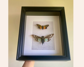 Cicada Duo in White Frame, Real Cicada Specimens in Shadowbox, Blue & Orange Insects Display Home Décor Insect Bug Taxidermy Entomology Gift