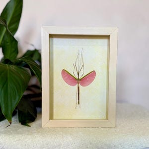 May include: A framed insect art piece. The artwork features a preserved insect with pink wings and a slender body, set against a patterned yellow background. The frame is made of light-colored wood, and the piece is displayed on a white surface.