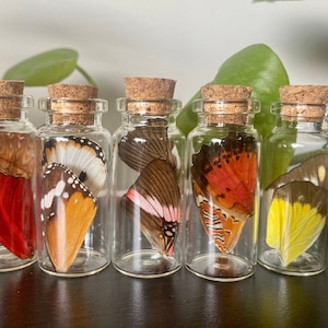 Könnte beinhalten: Fünf kleine Glasbehälter mit Korkverschlüssen, jeder mit einem konservierten Schmetterling mit bunten Flügeln. Die Schmetterlinge sind in einer Reihe auf einer dunkelbraunen Oberfläche angeordnet.
