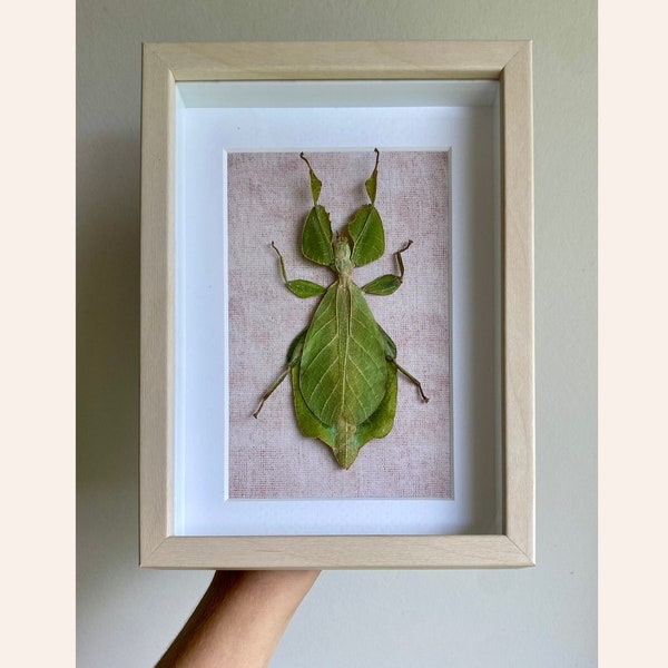 Big Leaf Insect in Beige Frame, Real Bug Taxidermy Shadowbox Display, Creepy Crawly Insect Wall Décor Entomology Preserved Insect Frame Gift
