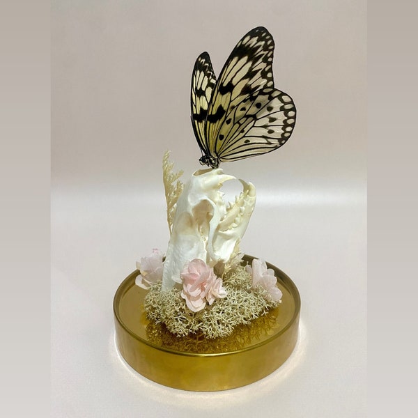 Tree Nymph Butterfly with Mink Skull & Dried Flowers in Glass Dome, Real Skull, Butterfly and Preserved Moss Display Cloche Bell Jar Decor