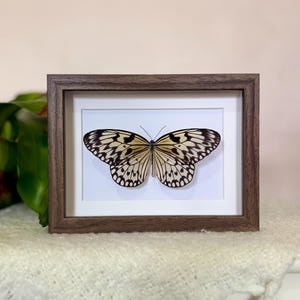 Könnte beinhalten: Ein gerahmtes Schmetterlingspräparat mit einem braunen Holzrahmen. Der Schmetterling hat schwarz-cremefarbene Muster auf seinen Flügeln. Der Rahmen ist vor einem weißen Hintergrund platziert.