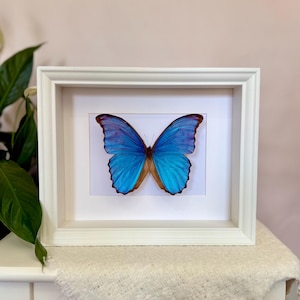 Puede incluir: Un espécimen de mariposa enmarcado con alas azul vibrante y bordes marrones. La mariposa está centrada en un marco blanco, sobre un fondo blanco. El marco se exhibe sobre una superficie blanca, con follaje verde en el fondo.