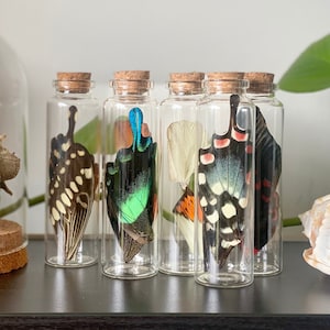 Puede incluir: Cinco frascos de vidrio con tapas de corcho, cada uno contiene una mariposa preservada con alas coloridas. Las mariposas se muestran en una variedad de poses, mostrando sus intrincados patrones y colores.