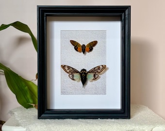 May include: A black framed picture with a white mount and two preserved cicadas. The cicadas are mounted on a beige fabric background. The top cicada has orange and brown wings, while the bottom cicada has green and white wings.