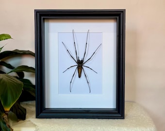 Ragno tessitore dorato in cornice a scatola, ragno imbalsamato vero, aracnide tessitore gigante, opera d'arte da parete