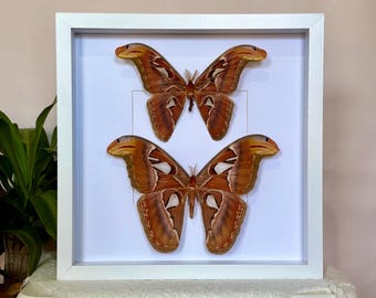 Framed Atlas Moth Pair: Real Entomology Wall Art, Male & Female Pair of Huge Attacus atlas Moths