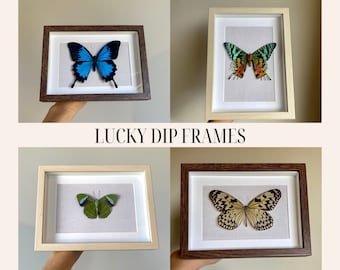 Lucky Dip Butterfly Frame, Real Butterfly in Black, White, Brown or Beige Frame, Random Pick Moth Shadowbox Display, Taxidermy Wall Art