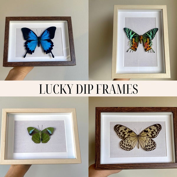 Lucky Dip Butterfly Frame, Real Butterfly in Brown or Beige Frame, Random Pick Moth Shadowbox Display, Taxidermy Wall Decor, Entomology Gift