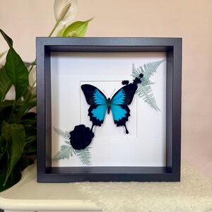 May include: A framed butterfly with vibrant blue and black wings, set against a white background. The black frame surrounds the butterfly, with fern and a black flower accenting the design. The artwork is displayed on a white surface.