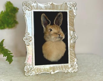 Rabbit Head Mount in Frame, Real Golden Brown Rabbit Taxidermy Head Oddity Wall Art