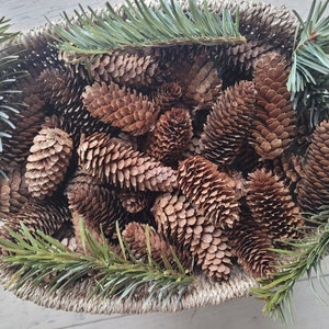 Poster Frosted Pine Cones & Needles 