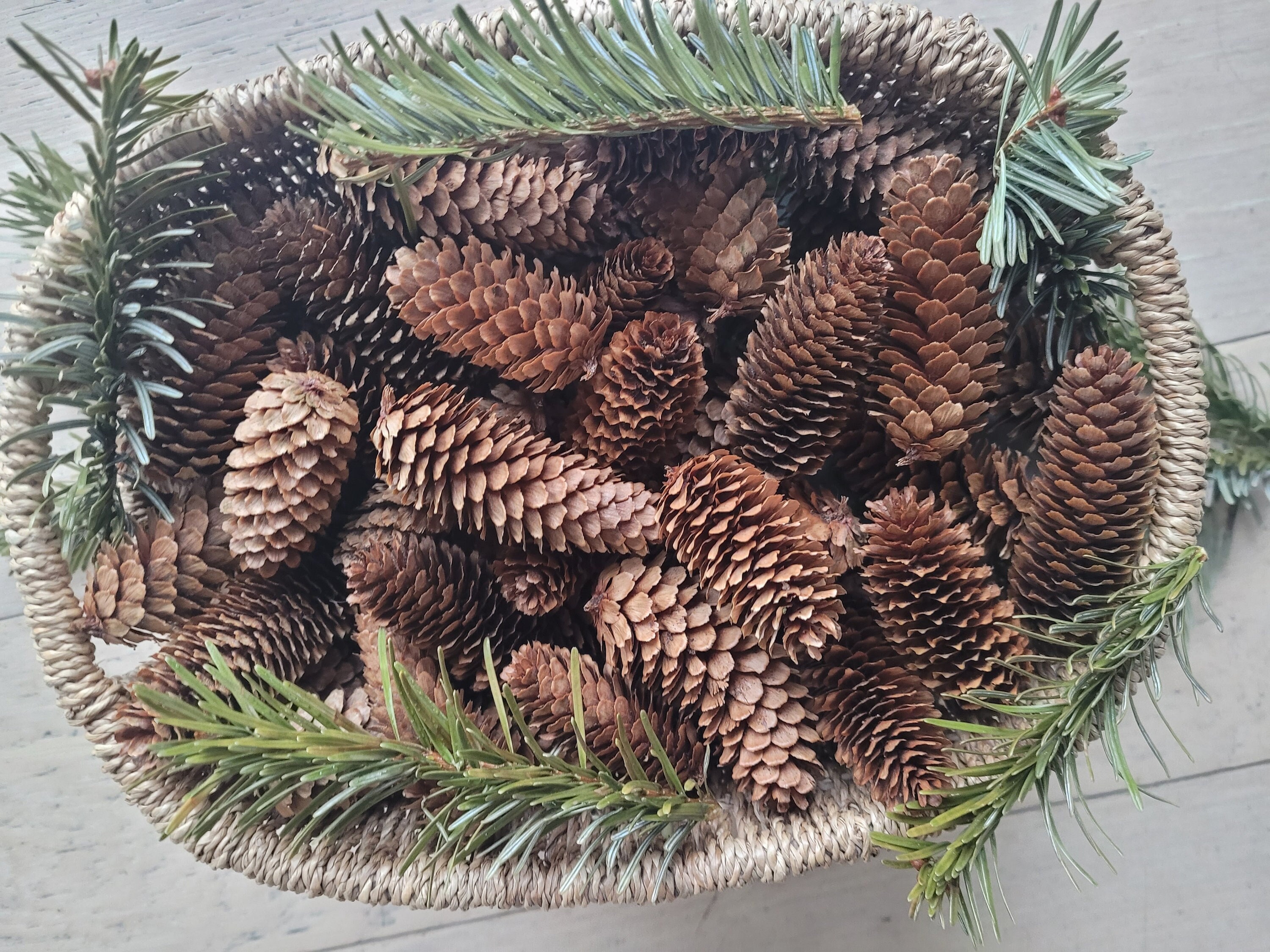 x20 mini pine cones for resin inclusion and floral decoration