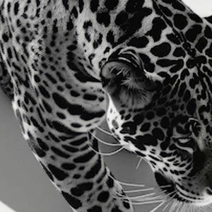 Black and White Leopard Print, Cheetah Poster, Vintage Photography, Hypebeast Wall Art, Digital Download