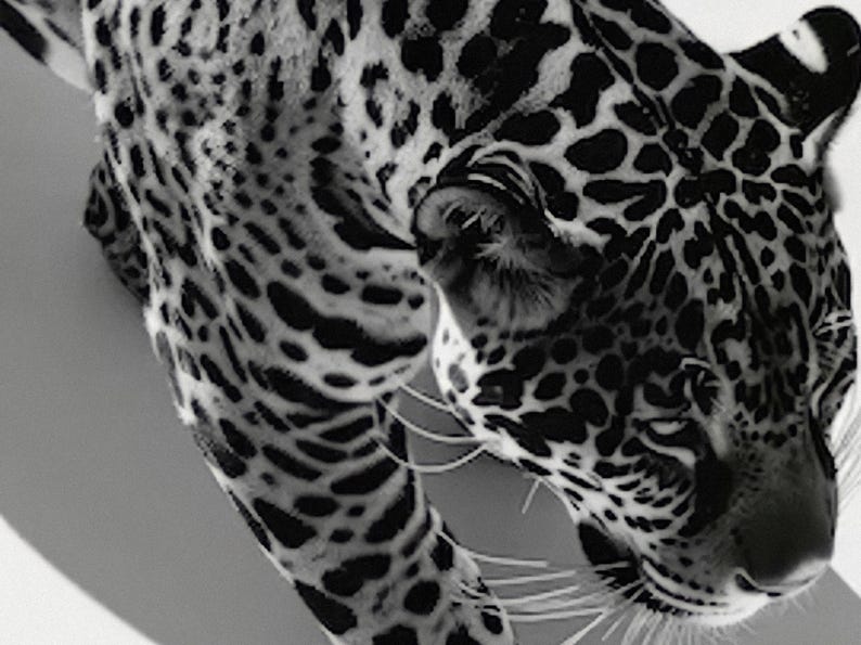 Black and White Leopard Print, Cheetah Poster, Vintage Photography, Hypebeast Wall Art, Digital Download