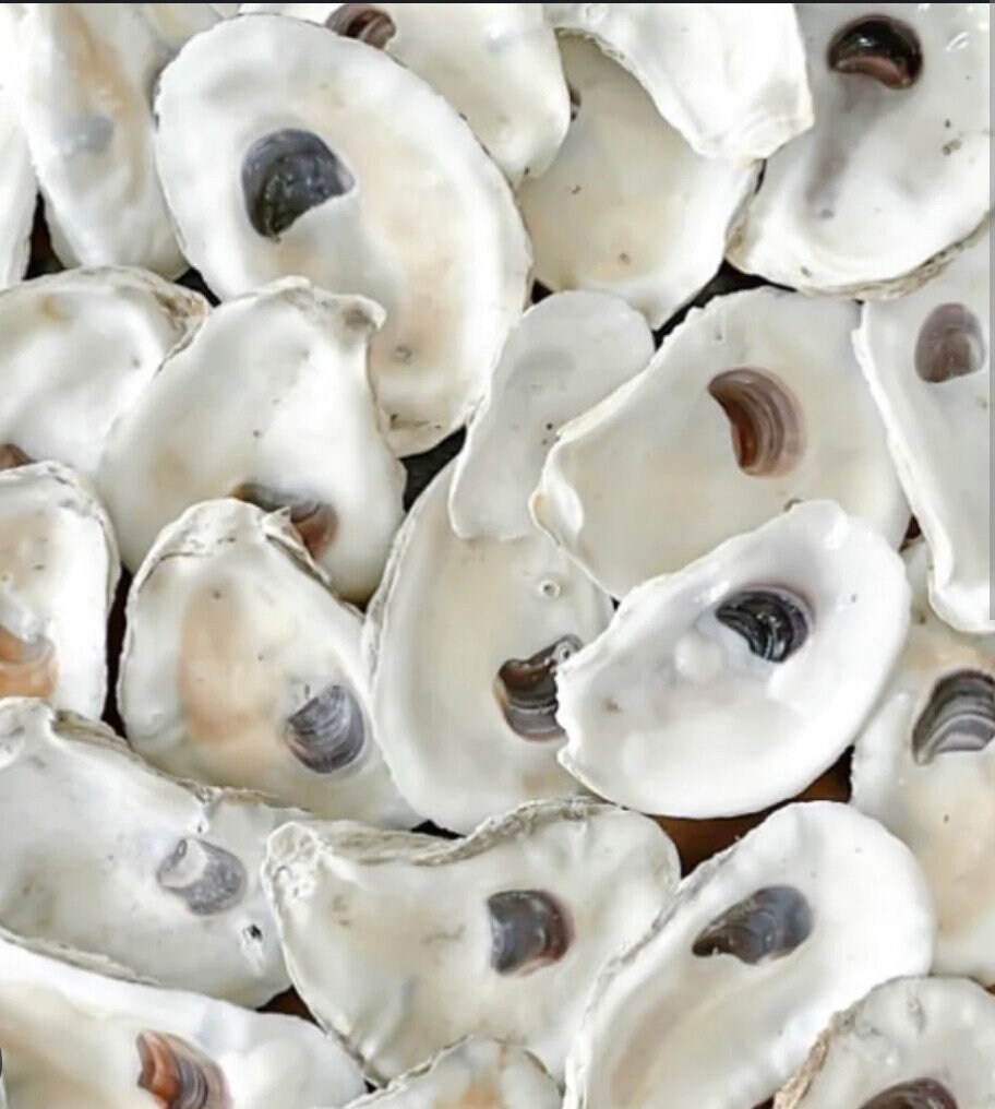 Premium Large Oyster Shells for Fun Crafts and Decor. No Holes