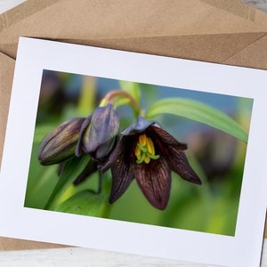 Carte de lys chocolat, carte d'art photo fleurs sauvages, 5 x 7, carte de voeux vierge, photographie de la nature, cadeau pour jardiniers et amateurs de fleurs