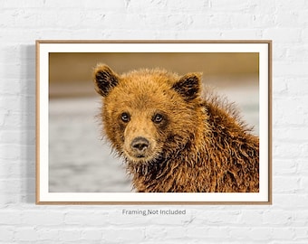 May include: A framed print featuring a close-up of a brown bear cub. The bear has dark eyes and wet fur, with a light-colored background. The frame is a light brown color. The text "Framing Not Included" is at the bottom.
