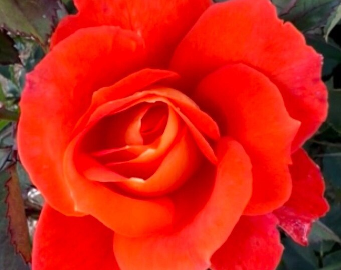 Lucy Striking Bright Orange Blooms Potted Rose Etsy UK Lucy Striking Bright Orange Blooms Potted Rose Etsy UK