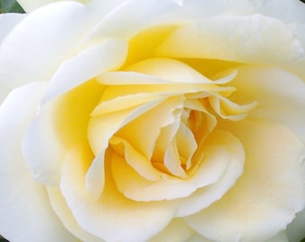 以下が含まれることがあります： 白縁のある薄い黄色のバラのクローズアップ。花びらは柔らかく繊細で、美しい花の画像を作り出しています。