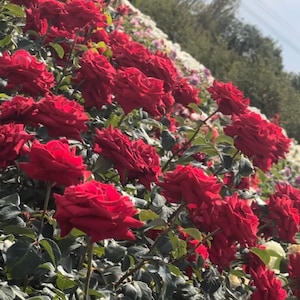May include: A profusion of red roses in a garden setting. The image captures a dense planting of roses, each flower a striking shade of red. The green leaves offer a contrasting background, creating a visually appealing floral display.