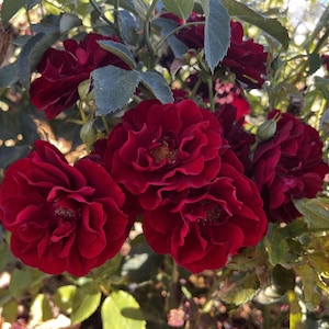 May include: Close-up of a cluster of deep red roses in full bloom. The roses have a velvety texture and are arranged in a lush green bush.