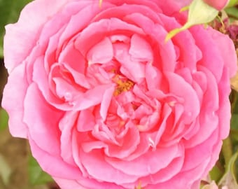 以下が含まれることがあります： 満開のピンクのバラのクローズアップ。花びらは柔らかく繊細で、わずかに光沢があります。バラの中心は、黄色い雄しべの集まりです。