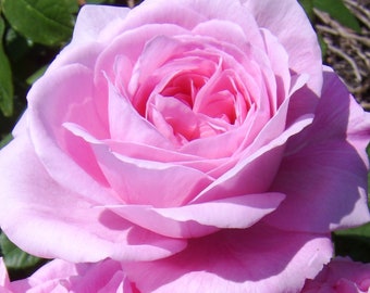 Peut inclure: Une seule rose rose en pleine floraison avec des pétales délicats. La rose est nette et l'arrière-plan est flou.