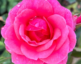 Puede incluir: Una sola rosa rosa con gotas de rocío en los pétalos. La rosa está en plena floración y tiene una apariencia delicada y femenina.