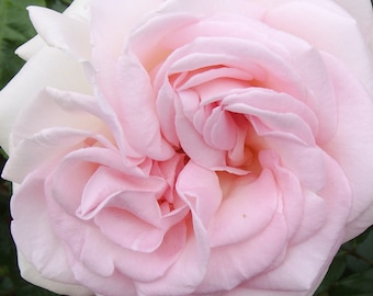 以下が含まれることがあります： 複数の層の花びらを持つ、薄いピンク色のバラ1輪。バラは満開で、繊細で女性らしい印象です。